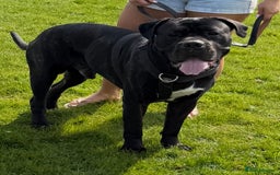 Cane Corso dogs for stud: Black w/ Brindle Cane Corso for stud - Image 3
