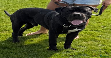 Cane Corso dogs - Advert 5