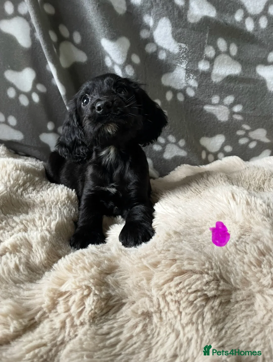 Cocker Spaniel dogs for sale: Working cocker spaniels  - Advert 11