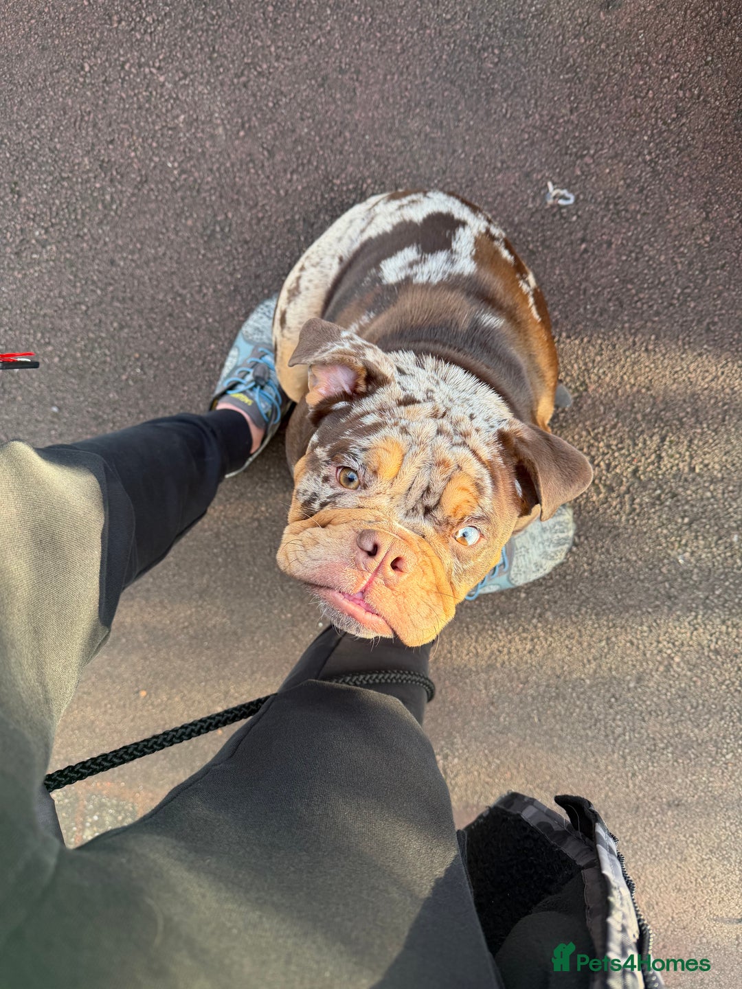 English Bulldog dogs for sale: Stunning & unique English Bulldog female  - Advert 3