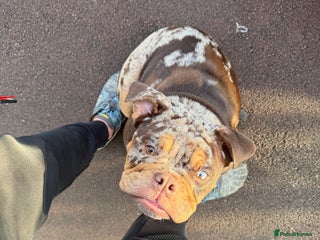 English Bulldog dogs Stunning & unique English Bulldog female - Advert 9