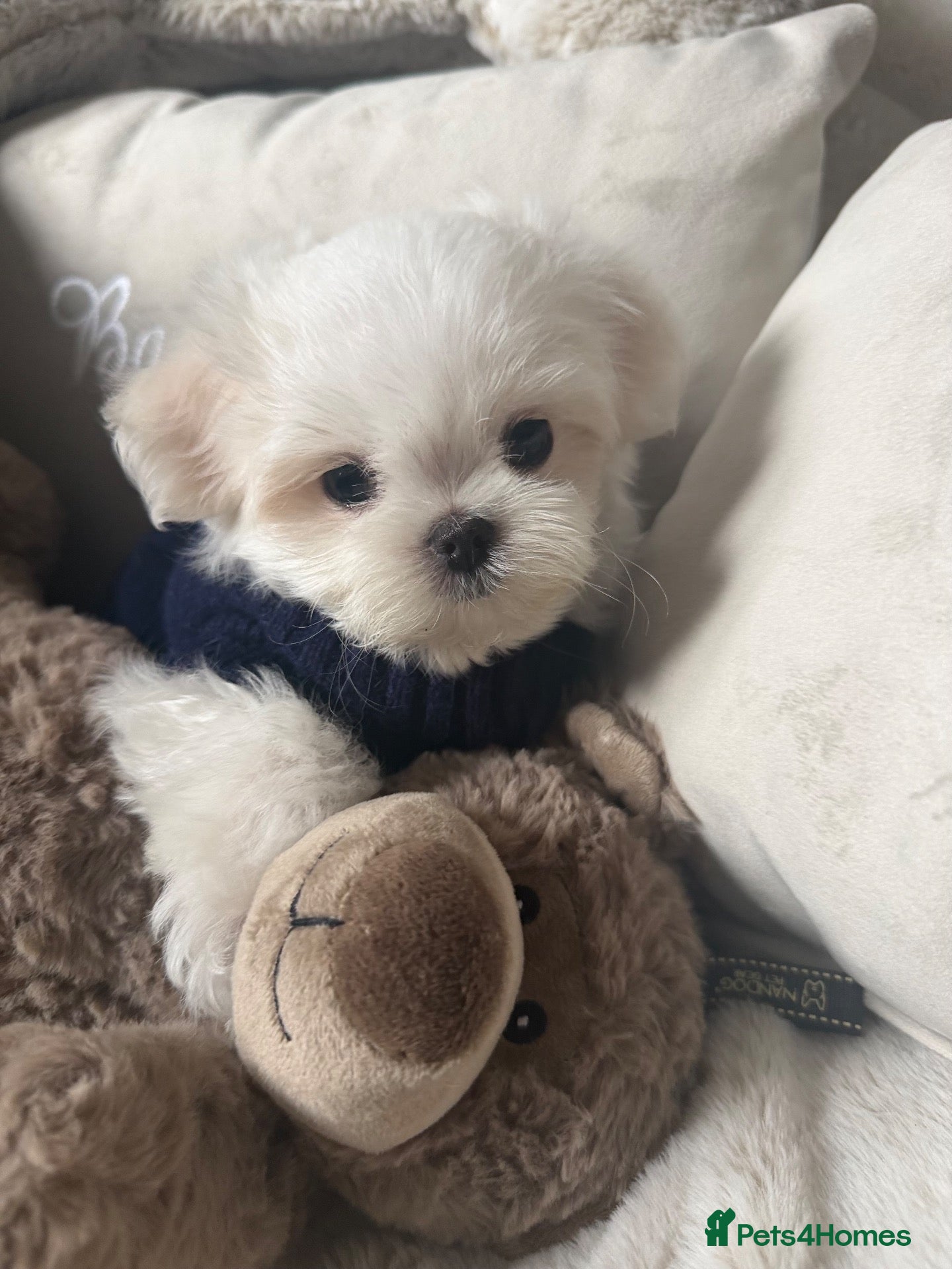 Maltese dogs Bambelina Korean Maltese. One Boy  Ready Now 🩵 - Advert 2