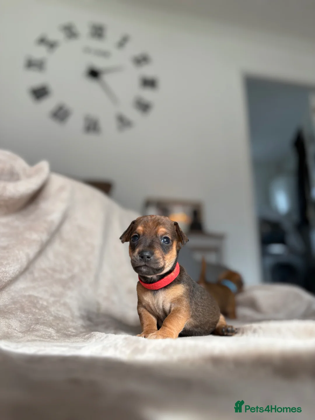 Jackshund dogs for sale: Gorgeous Jackshund (JRT x Dachshund) pups - Advert 26