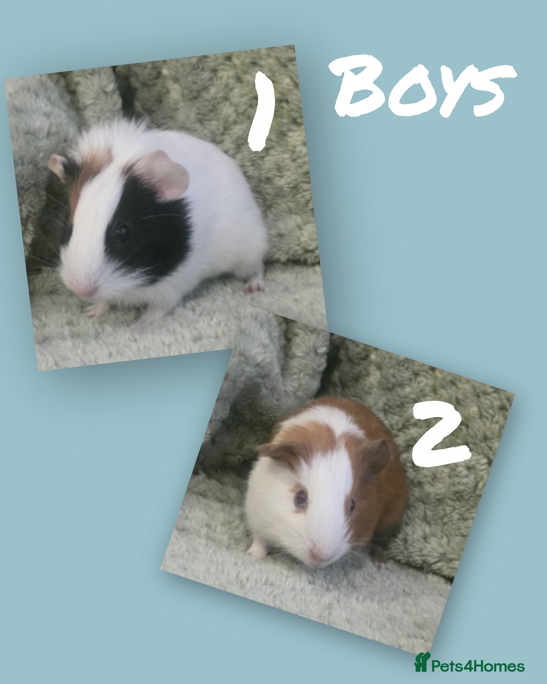Guinea Pig rodents Baby guinea pigs - Advert 5