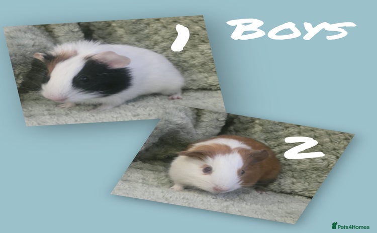 Guinea Pig rodents Mixture of teddy and funky guinea pig - Advert 1