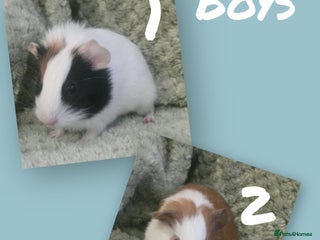 Guinea Pig rodents Mixture of teddy and funky guinea pig - Advert 1