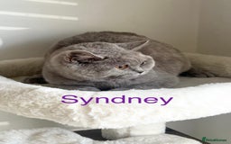British Shorthair cats for sale: GCCF Registered British Shorthair Lilac Boy - Image 8