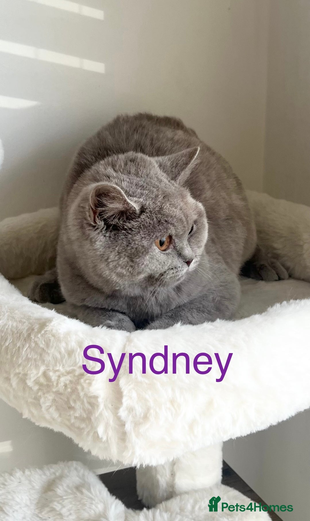 British Shorthair cats for sale: GCCF Registered British Shorthair Lilac Boy - Image 8