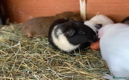 Guinea Pig rodents for sale: Mix of baby boy Guineapigs  - Image 3