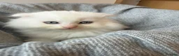 Scottish Fold cats for sale: Gorgeous Scottish Fold & Straight Kittens  in Ayr - Advert 12