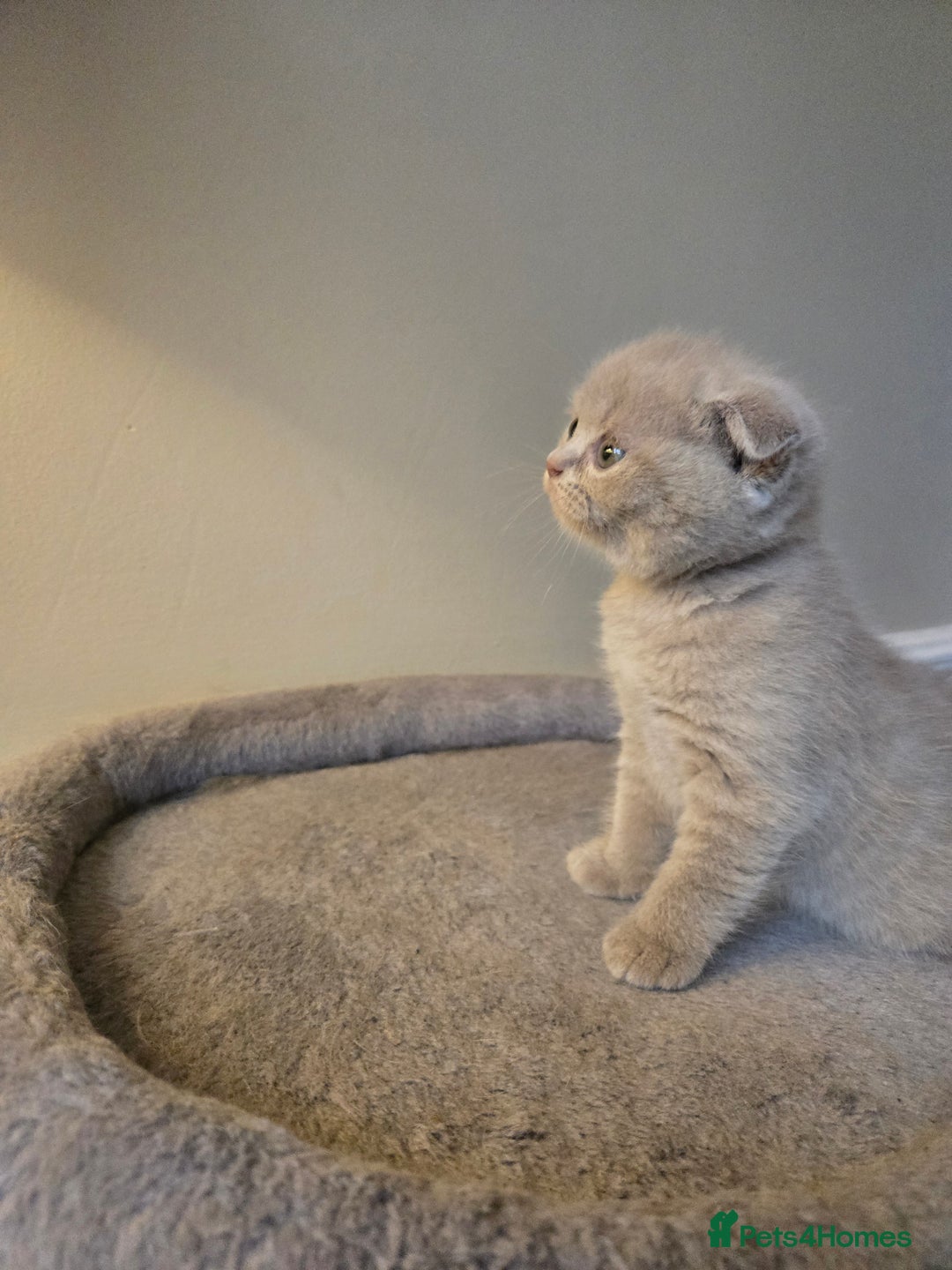British Shorthair cats for sale: 3 British Blue / Scottish Fold kittens - Image 9