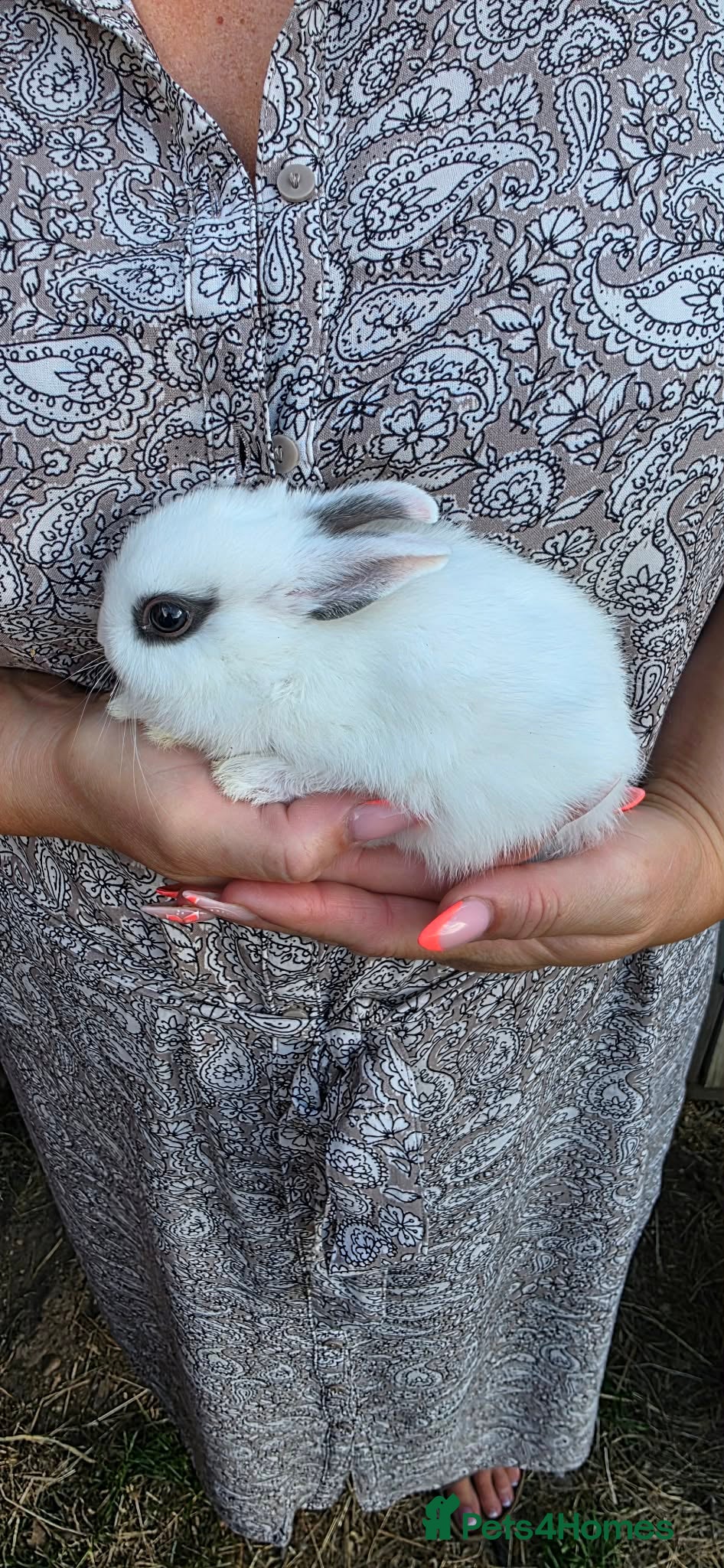 Netherland Dwarf rabbits Netherlands dwarf babies  - Advert 1