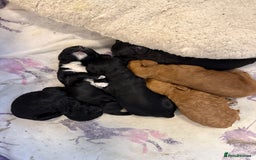 Cavapoo dogs for sale: Miniature CavaPoos - Image 5