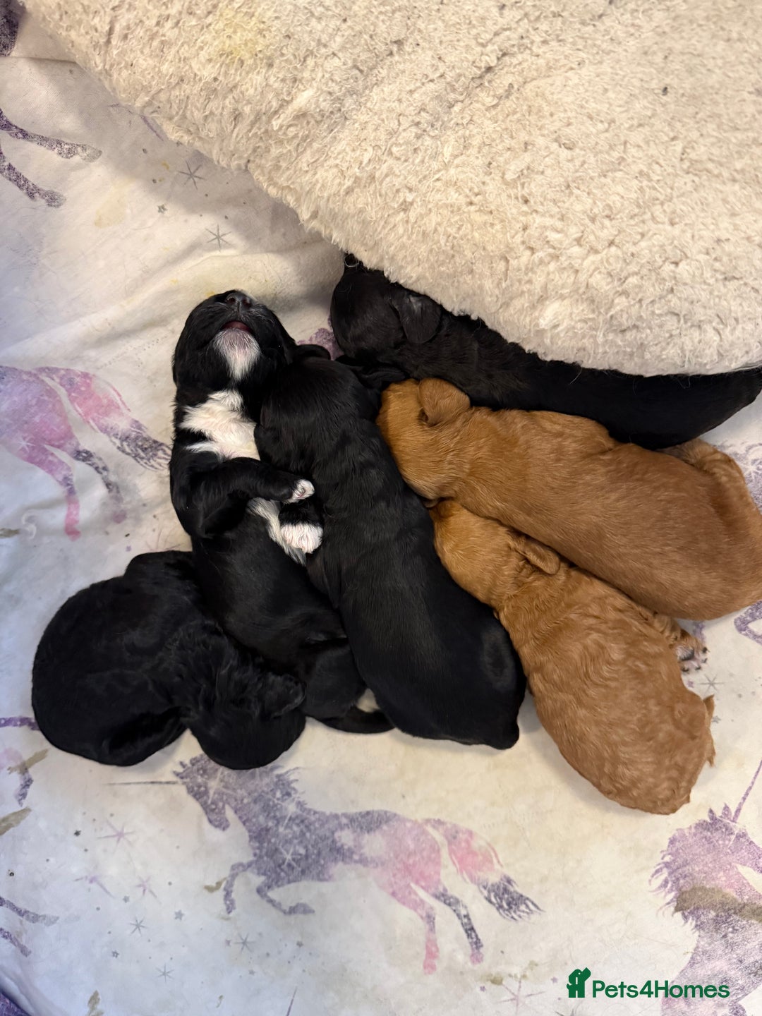 Cavapoo dogs for sale: Miniature CavaPoos - Image 5