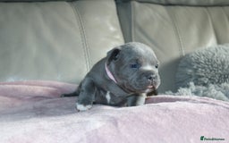 Staffordshire Bull Terrier dogs for sale: KC Reg Staff Pups Blue/Black, Champion Blood Lines - Image 3