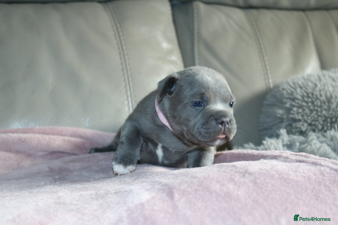 Staffordshire Bull Terrier dogs for sale: KC Reg Staff Pups Blue/Black, Champion Blood Lines - Image 3