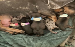 Miniature Dachshund dogs for sale: 2 left of a litter of 6 - Image 8