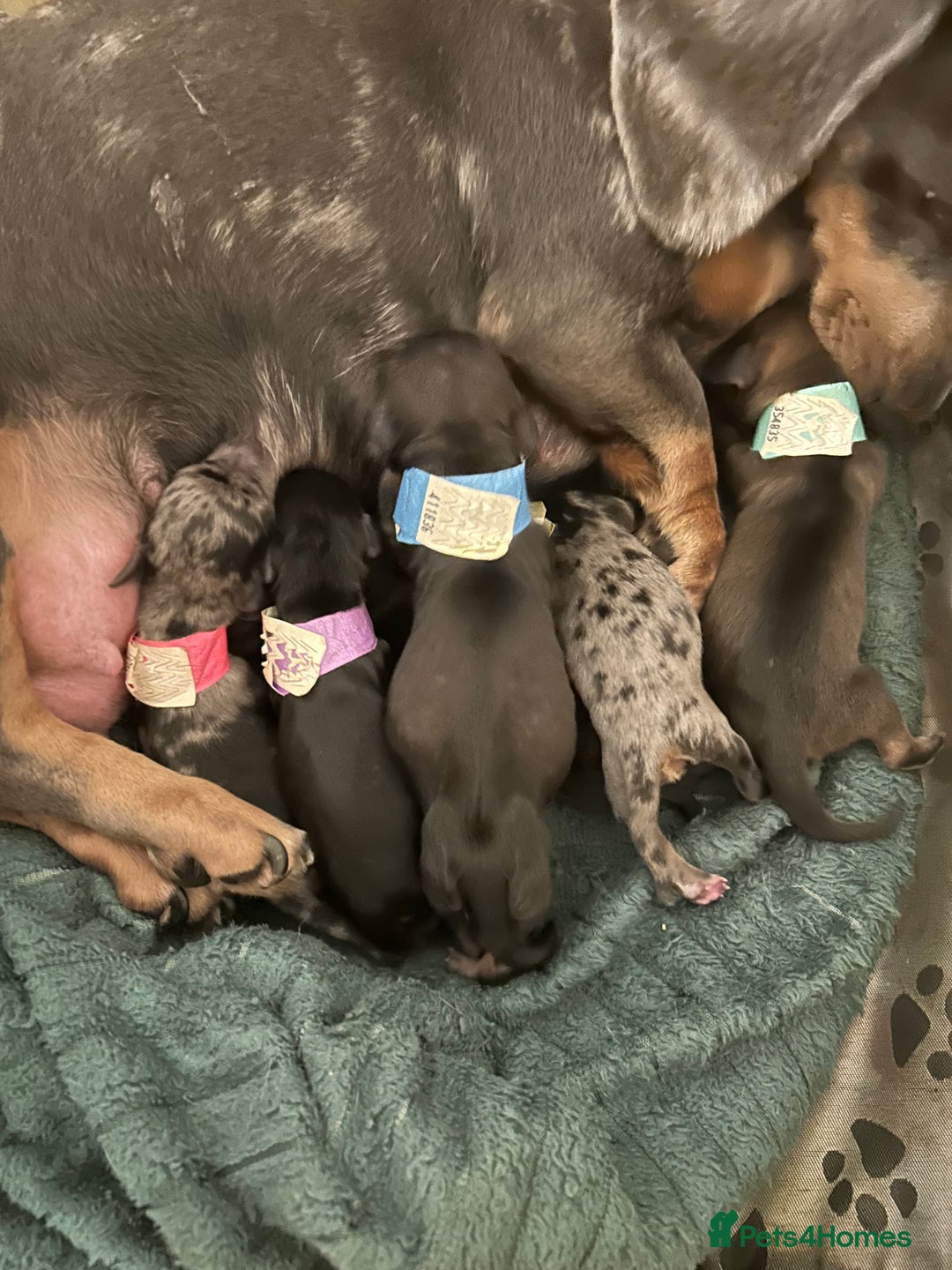 Miniature Dachshund dogs for sale: 2 left of a litter of 6 - Image 8