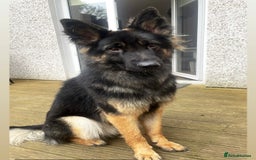 German Shepherd dogs for sale: Scar - Male German Shepherd - Image 2
