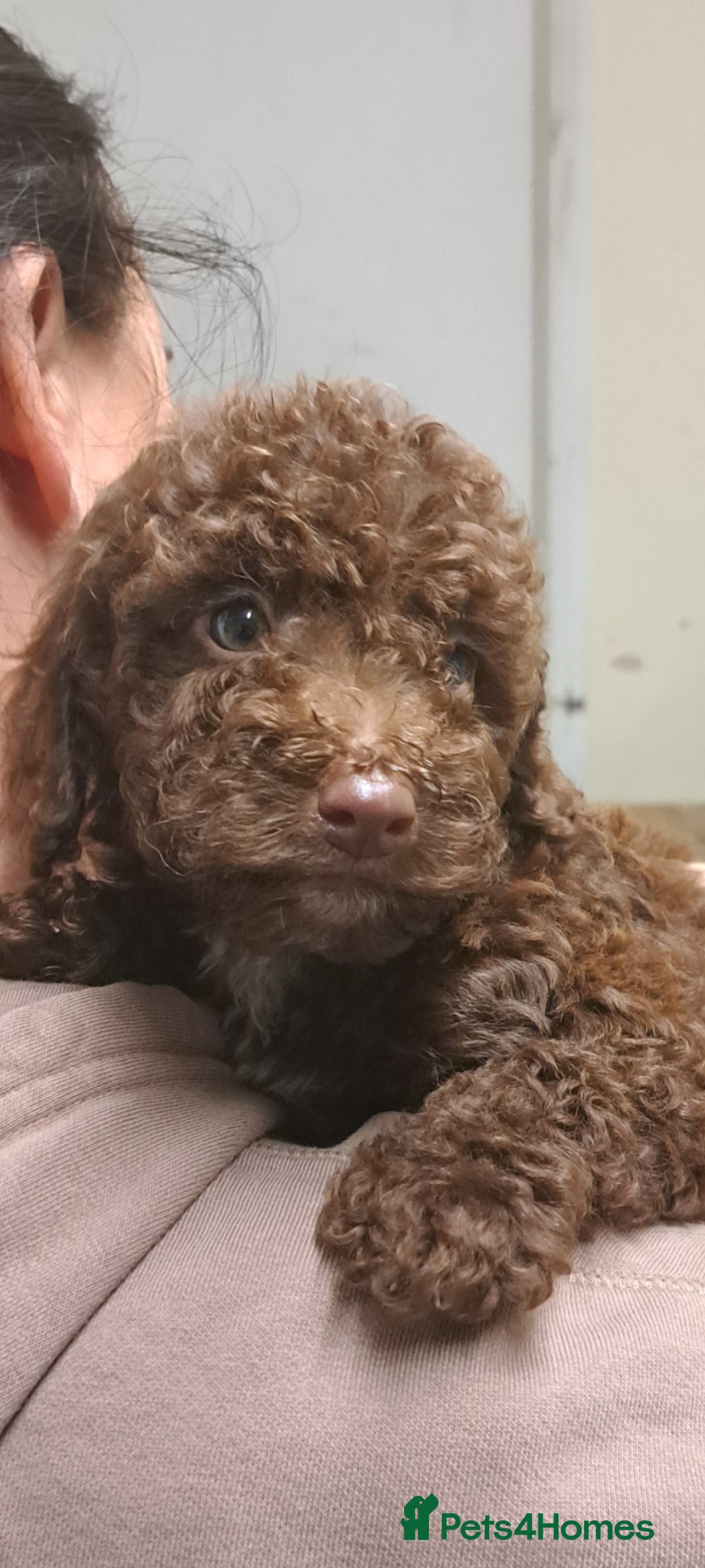 Cockapoo dogs for sale: Cockerpoo cross poodle puppys  - Image 6
