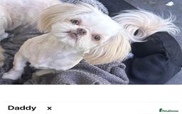 Shih Tzu dogs for sale: Lavender White Imperial Shih Tzu Puppies - Image 7