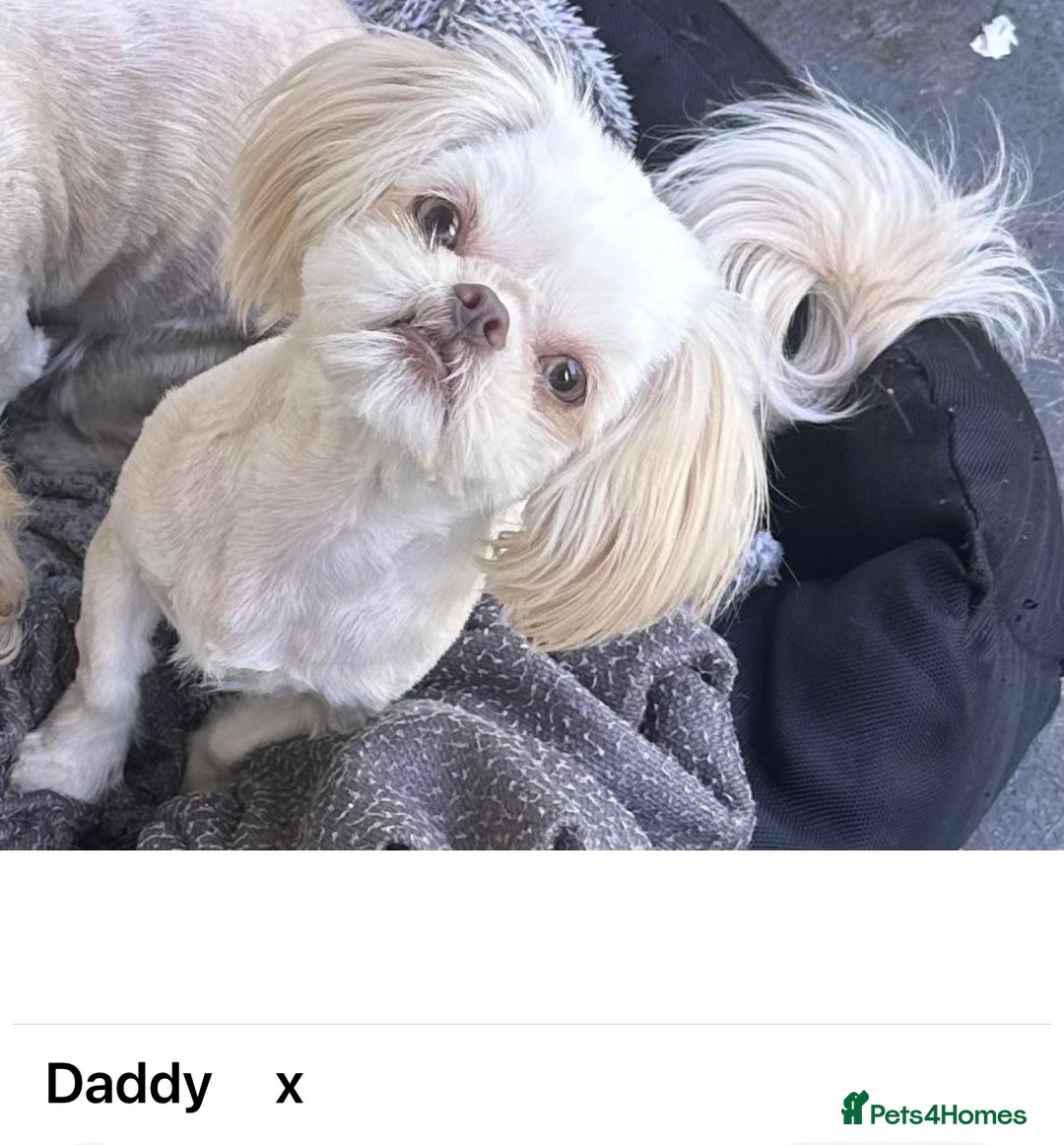 Shih Tzu dogs for sale: Lavender White Imperial Shih Tzu Puppies - Image 7