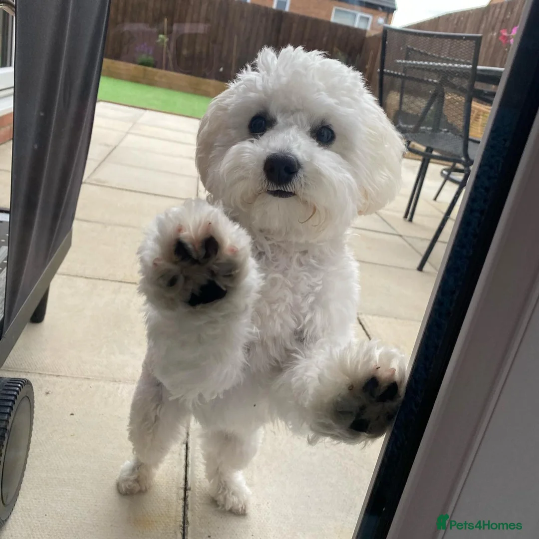 Cavapoo dogs for sale: Meet Our Adorable Cavapoo in Stoke-on-Trent - Advert 2