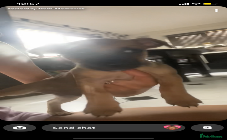 Jug dogs - Advert 1