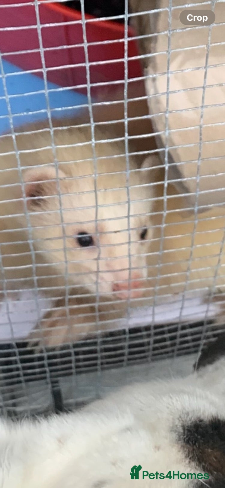 Ferret rodents Male BEW - Advert 8