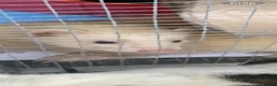 Ferret rodents for sale: Male BEW in Sheffield - Advert 1