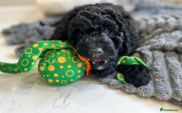 Bernedoodle dogs - Advert 8