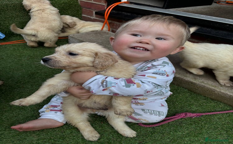 Golden Retriever dogs - Advert 14