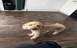 Cockapoo dogs for sale: 2.5yr old female cockapoo for sale  - Image 5
