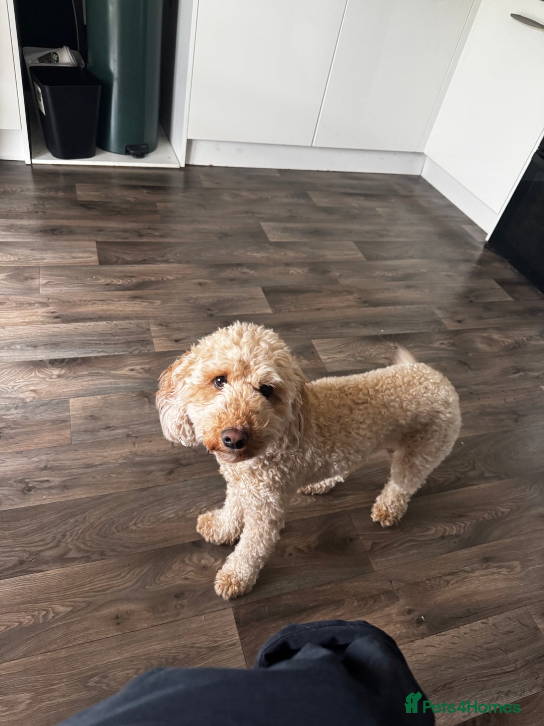 Cockapoo dogs for sale: 2.5yr old female cockapoo for sale  - Image 5