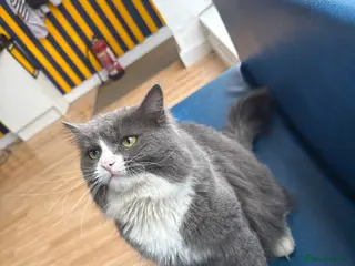 Siberian cats siberian male - Advert 1