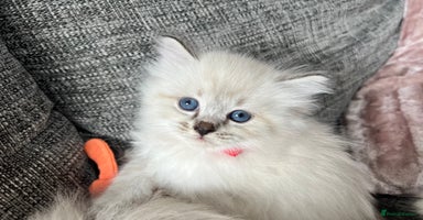 Siberian cats - Advert 4