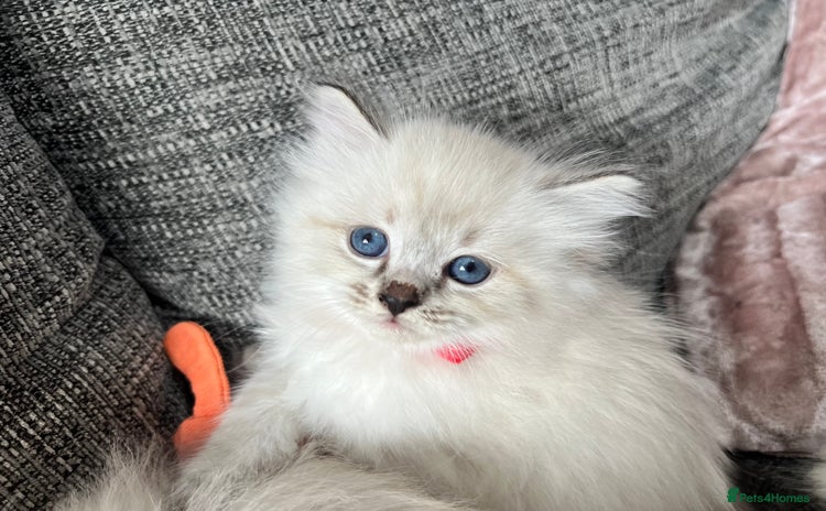 Siberian cats - Advert 1