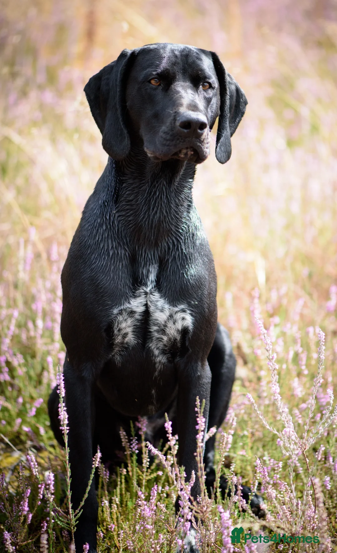 German Shorthaired Pointer dogs for stud: Solid black German shorthaired pointer for stud  - Advert 2
