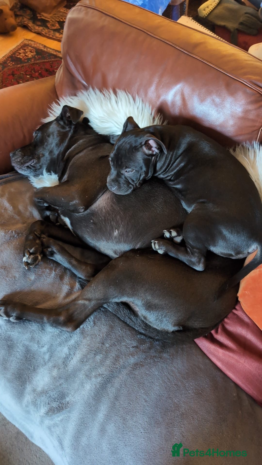 American Bully dogs for sale: Pocket bully pup - Image 4
