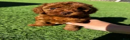 Cavapoo dogs for sale: Beautiful Red F1b Cavapoo - Viewings now welcome - Advert 21