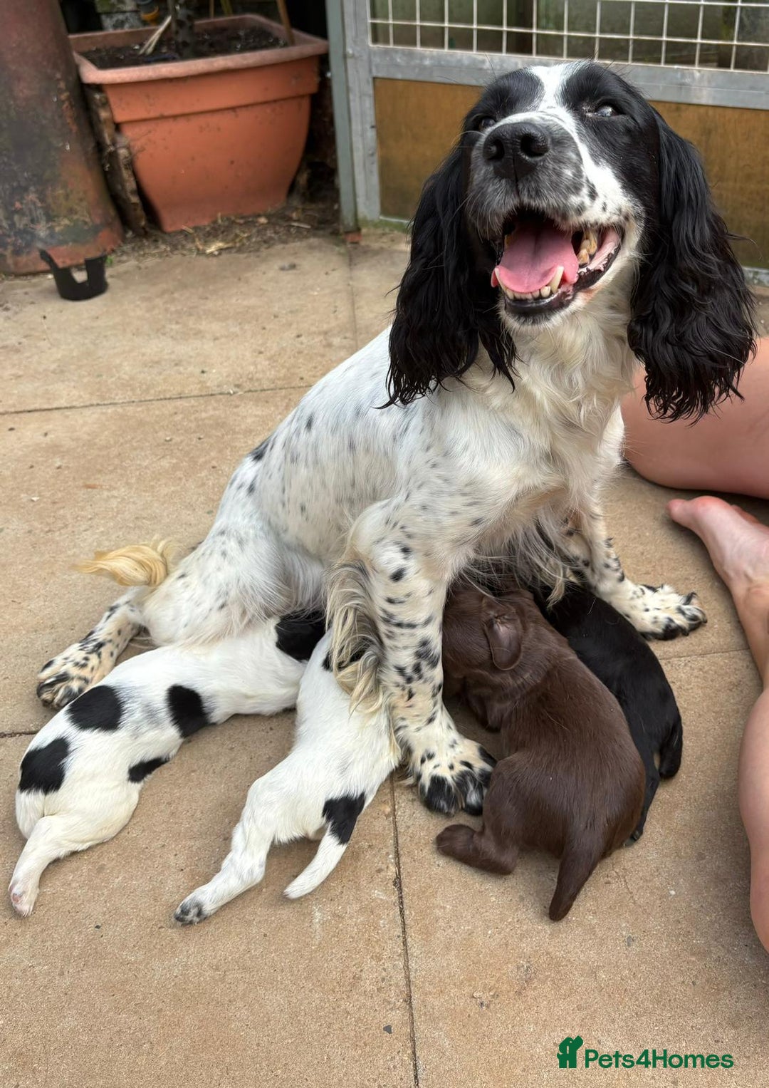 Sprocker dogs for sale: All sold  - Image 3