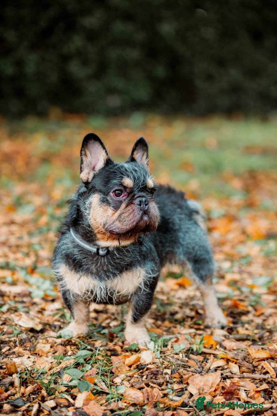 French Bulldog dogs for stud: For stud. Wire haired - Advert 4