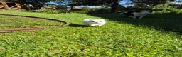 Chihuahua dogs for sale: Stunning Long-Haired Chihuahua Puppies in Guildford - Advert 6
