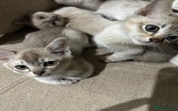 Burmese cats for sale: GCCF reg Pedigree Kittens - Image 8