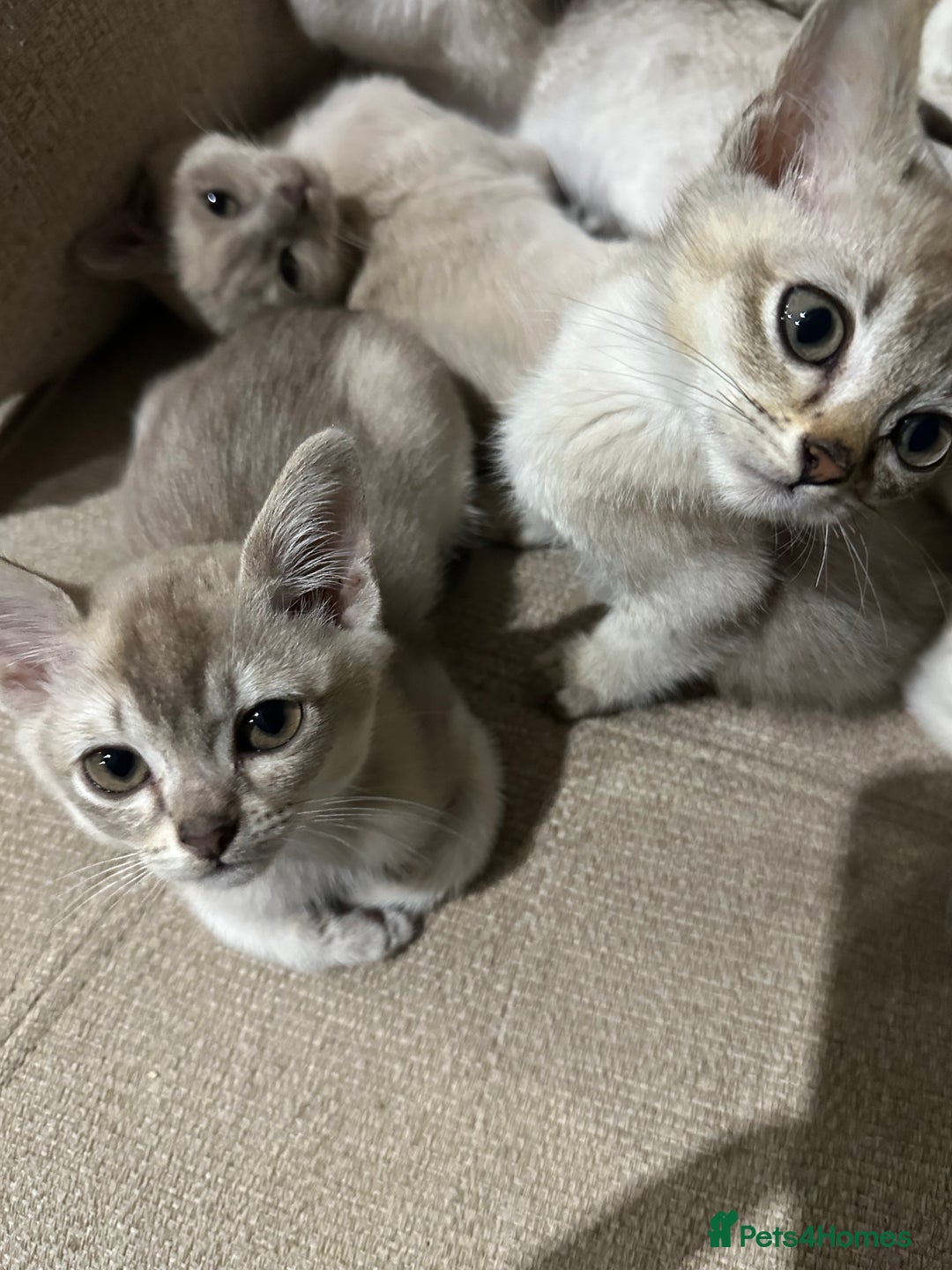 Burmese cats for sale: GCCF reg Pedigree Kittens - Image 8