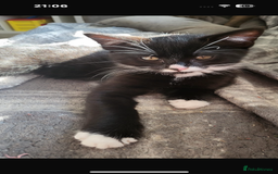 British Shorthair cats for sale: 2 beautiful male kittens for sale!  - Image 4