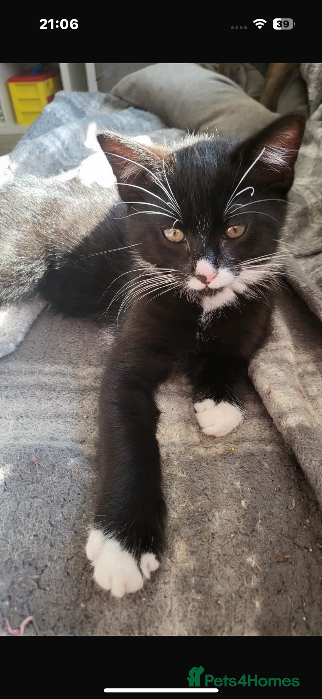 British Shorthair cats for sale: 2 beautiful male kittens for sale!  - Image 4