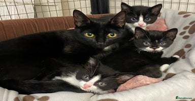 Mixed Breed cats - Advert 16