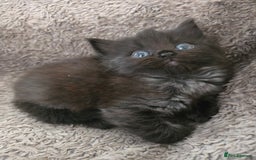 Nebelung cats for sale: 5 stunning nebelung kittens for sale.  - Image 9