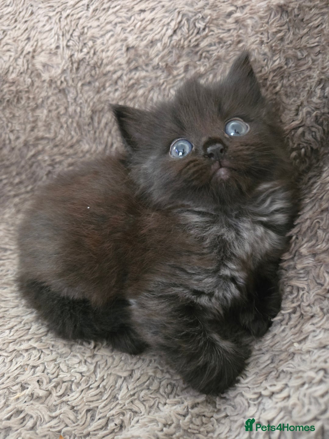 Nebelung cats for sale: 5 stunning nebelung kittens for sale.  - Image 9